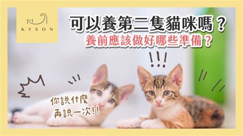 養第二隻貓性別|【貓咪飼養】我養第二隻貓事前評估要做什麼